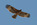 Águila Perdicera
